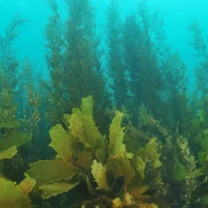 Blue Algae Seaweed Float